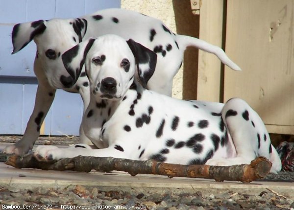 Photo de Dalmatien