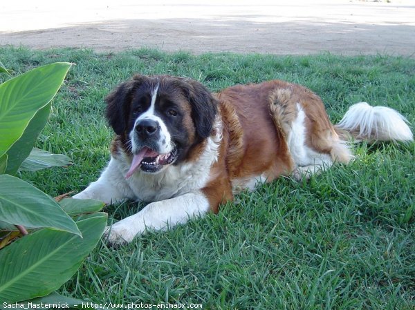 Photo de Saint-bernard poil long