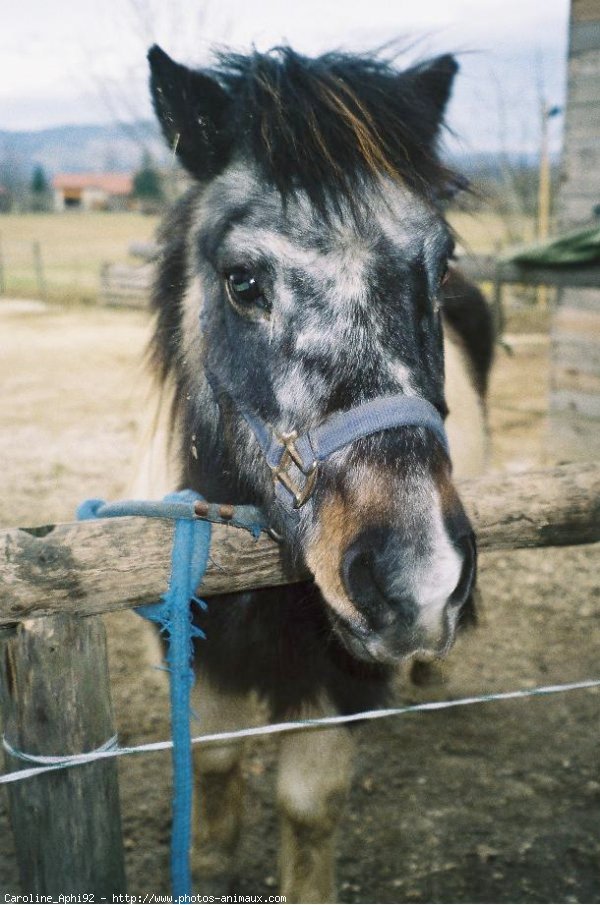 Photo de Shetland