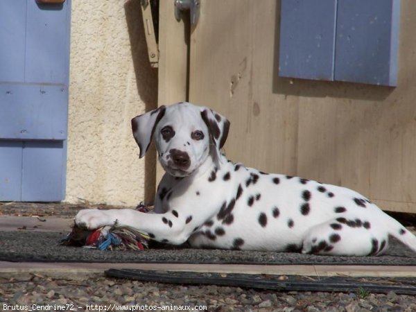 Photo de Dalmatien