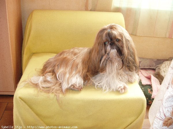 Photo de Shih tzu