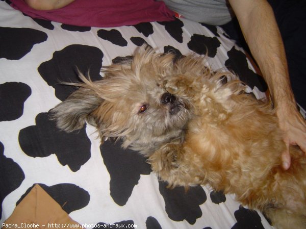 Photo de Lhassa apso