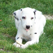 Photo de Dalmatien