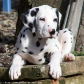 Photo de Dalmatien