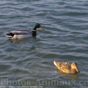 Photo de Canard