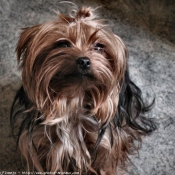 Photo de Yorkshire terrier