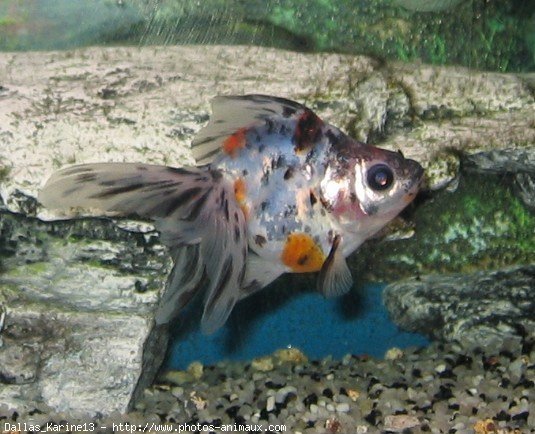 Photo de Poissons rouges