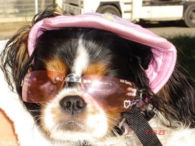 Photo de Cavalier king charles spaniel