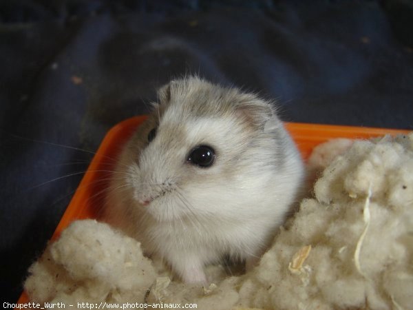 Photo de Hamster