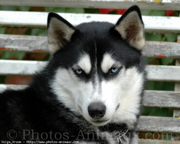 Photo de Husky siberien