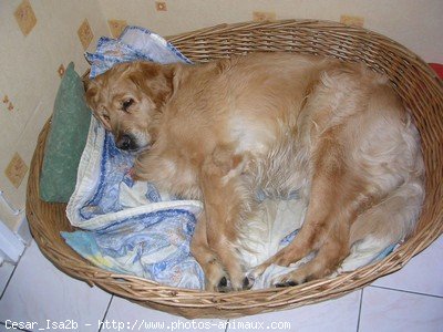 Photo de Golden retriever