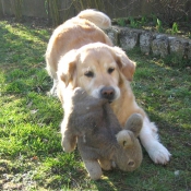 Photo de Golden retriever