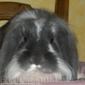 Photo de Lapin