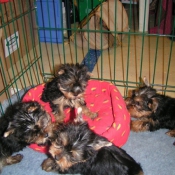 Photo de Yorkshire terrier