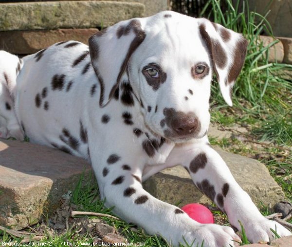 Photo de Dalmatien