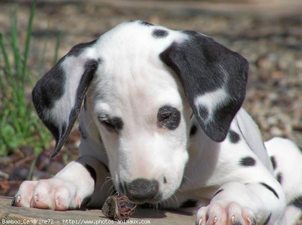 Photo de Dalmatien