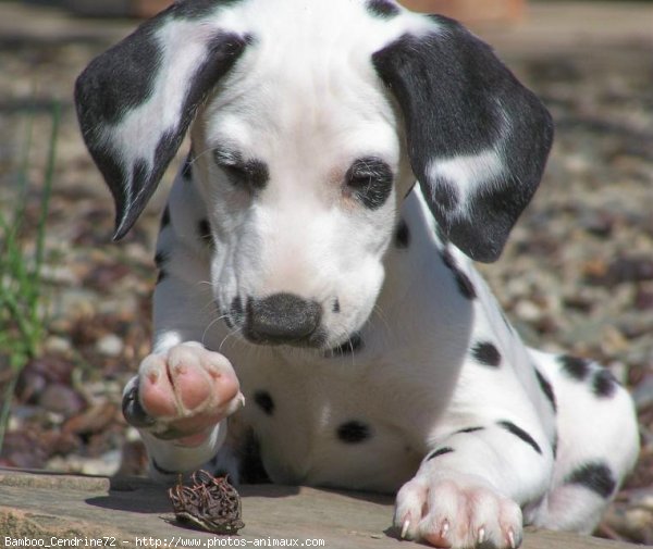 Photo de Dalmatien