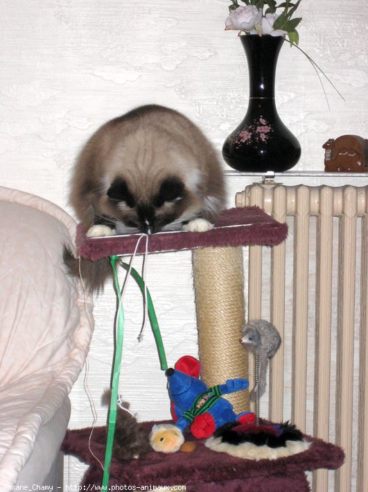 Photo de Ragdoll