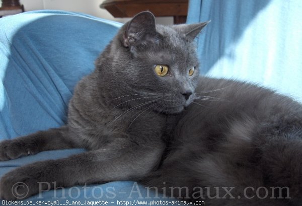 Photo de Chartreux