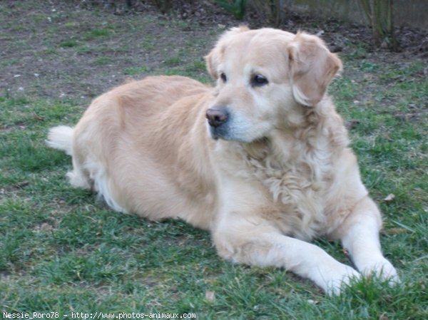 Photo de Golden retriever