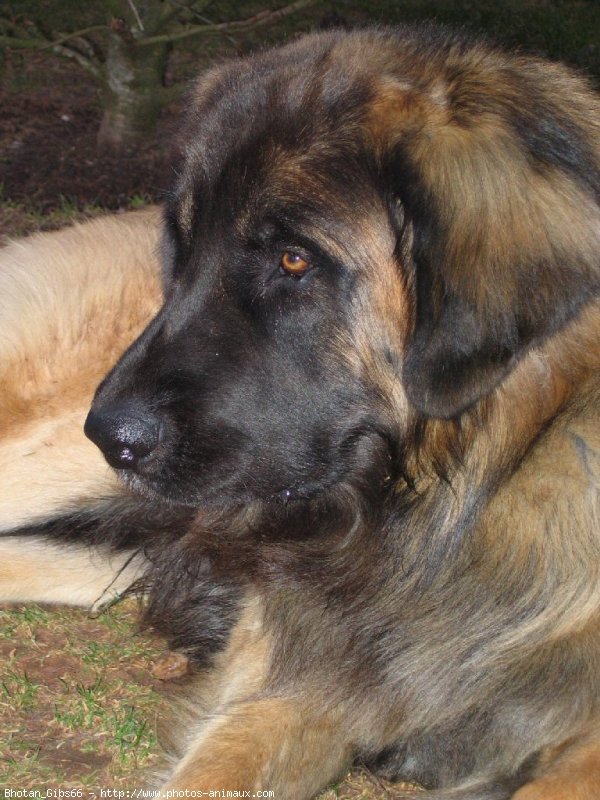 Photo de Leonberg