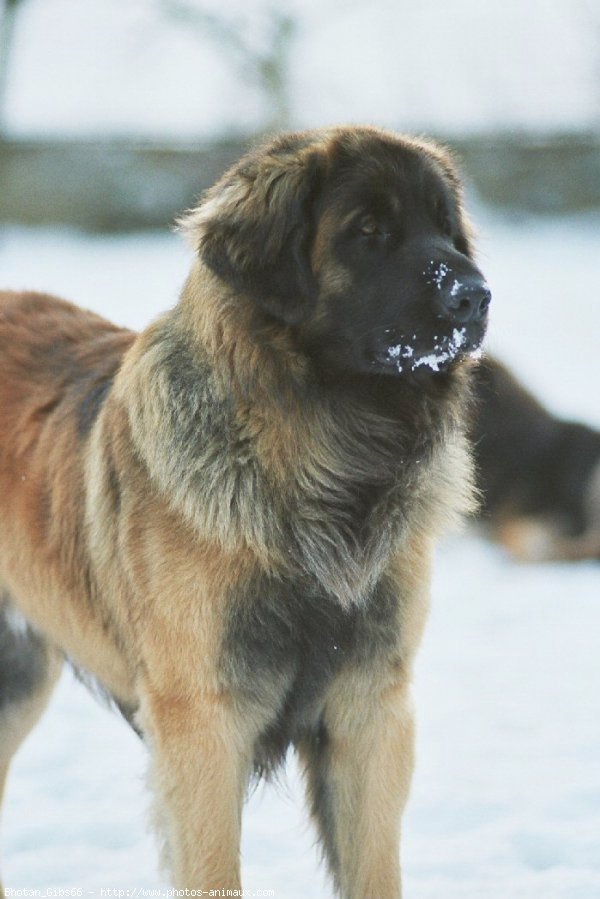 Photo de Leonberg