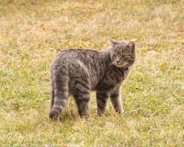 Photo de Chat domestique