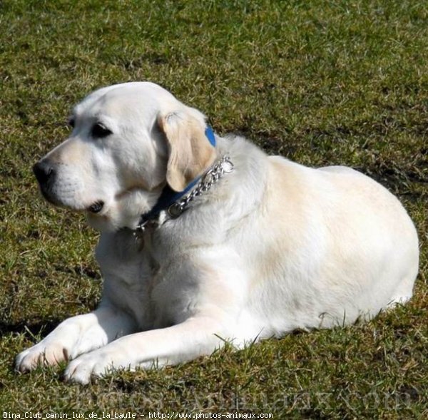 Photo de Labrador retriever