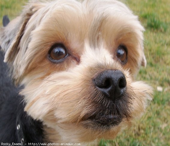 Photo de Yorkshire terrier