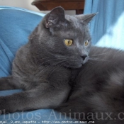 Photo de Chartreux