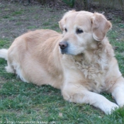 Photo de Golden retriever