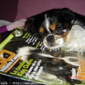 Photo de Cavalier king charles spaniel