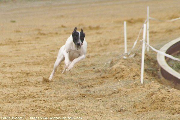 Photo de Whippet