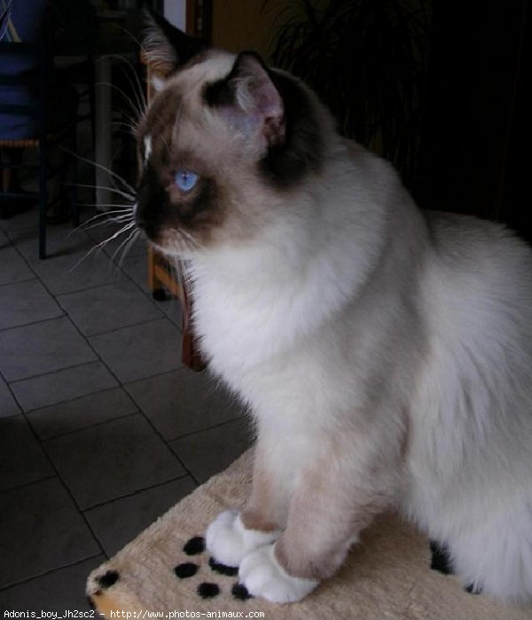 Photo de Ragdoll