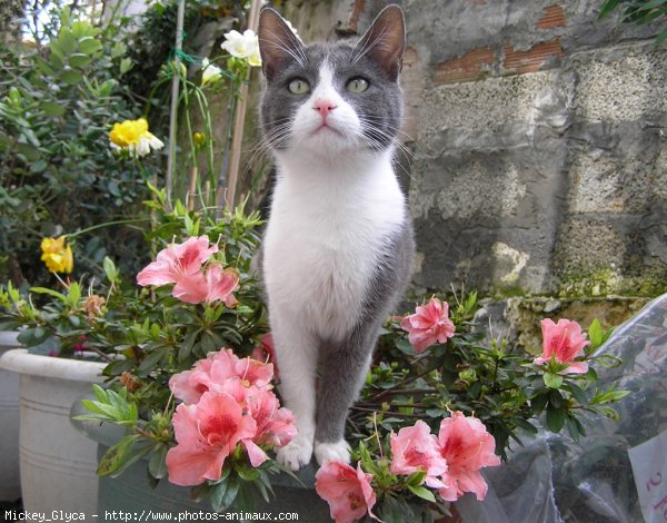 Photo de Chat domestique