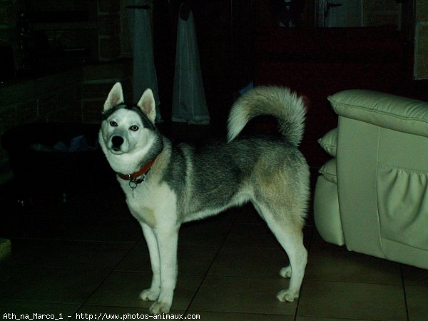 Photo de Husky siberien