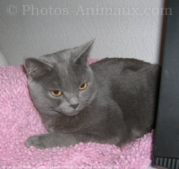 Photo de Chartreux