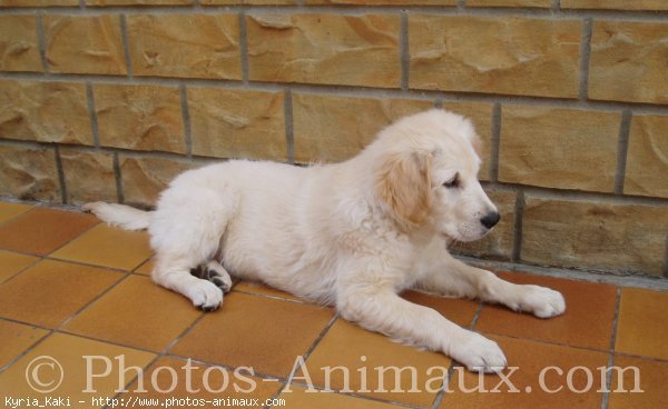 Photo de Golden retriever