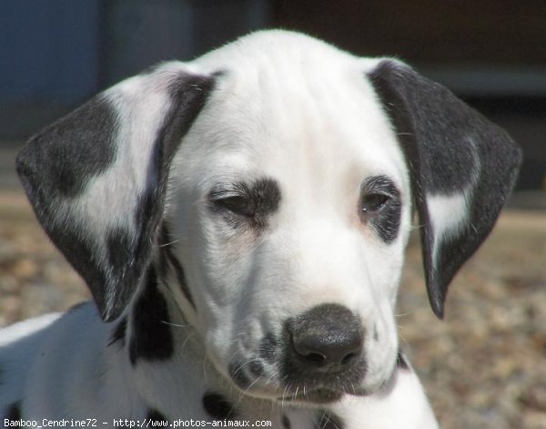 Photo de Dalmatien