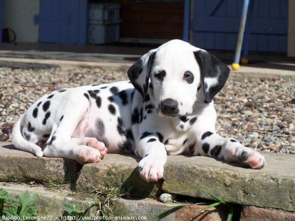 Photo de Dalmatien