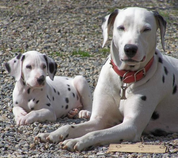 Photo de Dalmatien