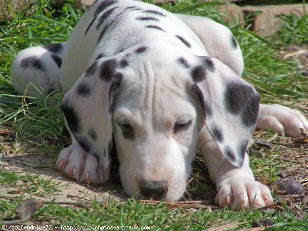 Photo de Dalmatien