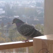 Photo de Pigeon