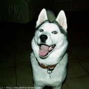 Photo de Husky siberien