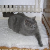 Photo de Chartreux