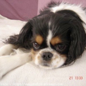 Photo de Cavalier king charles spaniel