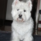 Photo de West highland white terrier