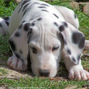 Photo de Dalmatien