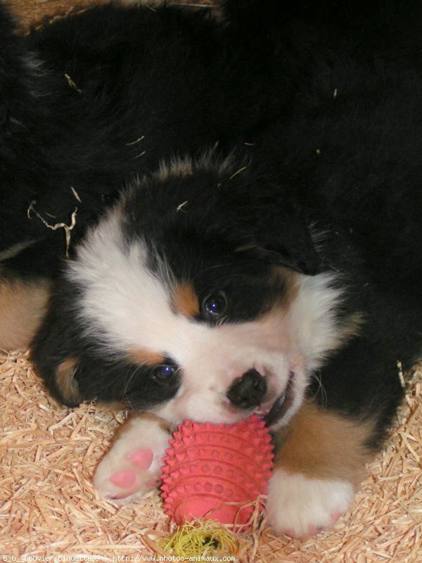 Photo De Bouvier Bernois Bebe Bouvier N Sur Photos Animaux Com