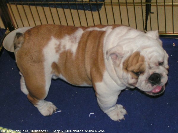 Photo de Bulldog